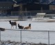 Story is great but Colorado Rockies show us baseball is tough in a state so snowy and high