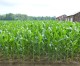 Colorado corn growers encouraged by Trump’s statements on ethanol Colorado corn growers encouraged by Trump’s statements on ethanol