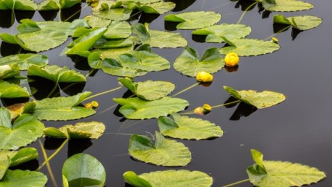SCOTUS left 60% of Colorado wetlands, streams at risk; Colorado is stepping in with protections SCOTUS left 60% of Colorado wetlands, streams at risk; Colorado is stepping in with protections