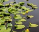 SCOTUS left 60% of Colorado wetlands, streams at risk; Colorado is stepping in with protections SCOTUS left 60% of Colorado wetlands, streams at risk; Colorado is stepping in with protections