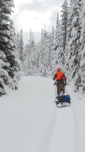 Pulling a sled