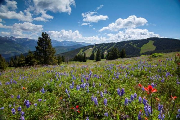 vail-mountain